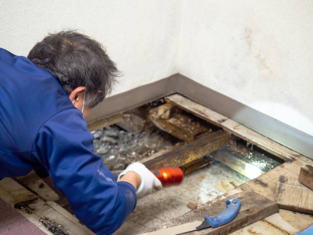Best Local Mold Removal Service  in Oriska, NY