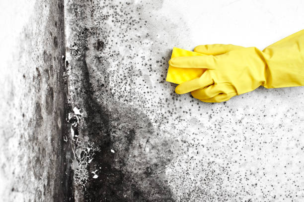 Best Local Mold Removal Service  in Oriska, NY