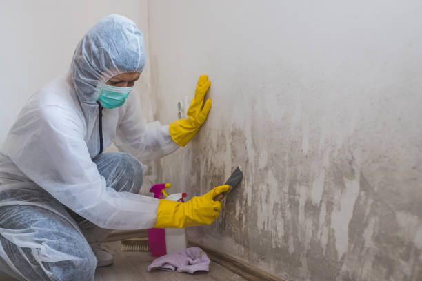 Best Mold Cleaning Services  in Oriska, NY