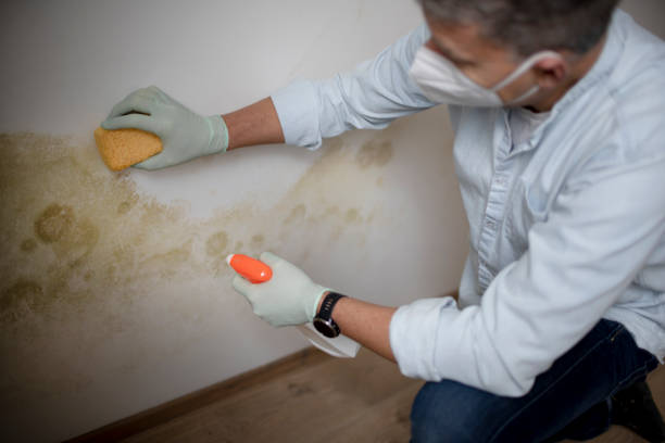 Certified Mold Removal in Oriskany, NY