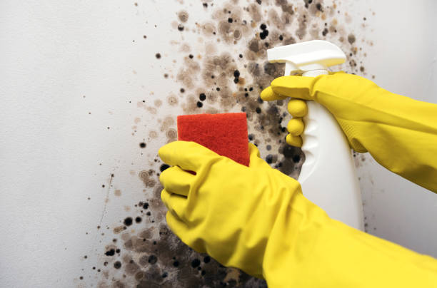 Best Attic Mold Removal  in Oriska, NY