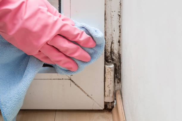 Best Fast Mold Removal  in Oriska, NY